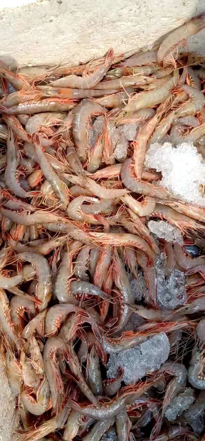 活海鲜配送:新鲜滋味直达餐桌
